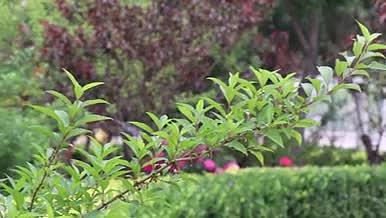 花园植物树木花草实拍素材视频的预览图